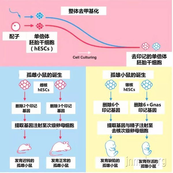 两个爸爸也能生孩子?!