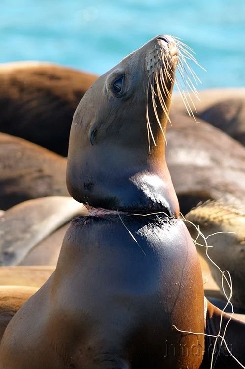 海狮